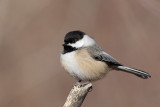 Mésange à tête noire