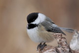 Mésange à tête noire