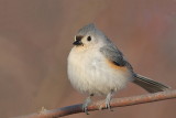 Mésange bicolore