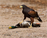 Harris's Hawk