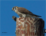 American Kestrel