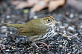 ::Ovenbird - Portland January 2013::