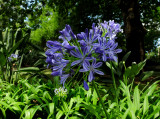 Flower in the Sydney Royal Botanical Gardens