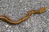 Road Snake