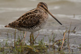 Beccaccino (Gallinago gallinago)