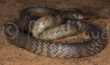 Pseudonaja affinis affinis