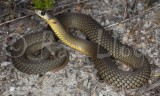 Elapognathus minor