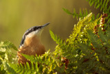 European Nuthatch - Boomklever