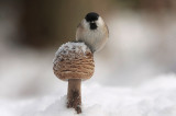 Marsh tit - Glanskop