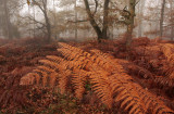 Adelaarsvaren - Bracken fern