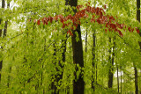 Wieselsche bos