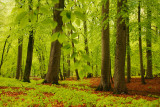 Beech forest, rain - Beukenbos, regen