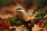 Nuthatch - Boomklever