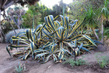 46_Huntington Library.jpg