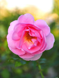 52_Huntington Library.jpg