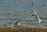Sterne pierregarin - Sterna hirundo