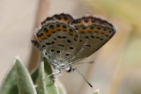 Melissa Blue (Plebejus melissa)