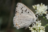 Great Copper (Lycaena xanthoides xanthoides)