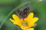 Many-spotted Skipperling (Piruna aea mexicana)