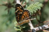 Painted Crescent (Phyciodes picta canace)