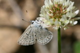 Greenish Blue (Plebejus saepiolus)