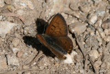 Purplish Copper (lycaena helloides)
