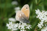 Common Ringlet (Coenonympha tullia ochracea)