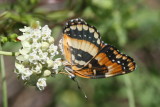 California Patch (Chlosyne californica)