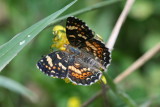 Field Crescent (Phyciodes puchella)