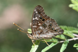 Empress Leilia (Asterocampa leilia)