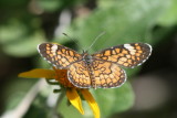 Tiny Checkerspot (Dymasia dymas chara)