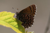 Western Pine Elfin (Callophrys eryphon fusca)