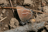 Thicket Hairstreak (Callophrys spinetorum spinetorum)
