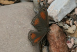 Red Satyr (Megistro rubricata cheneyorum)