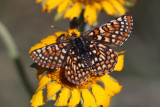 Anicia Checkerspot (Euphydryas anicia magdalena)