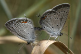 Western Tailed-Blue (Cupido amyntula herri)