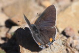 Gray Hairstreak (Strymon melinus)