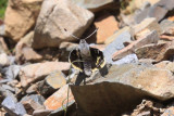 Yucca Giant Skipper (Megathymus yuccae navajo)