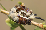 Red-Spotted Admiral (Limenitis arthemis) - larva