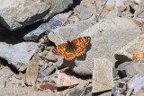 Sagebrush Checkerspot (Chlosyne acastus)