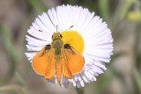 Orange Skipperling (Copaeodes aurantiaca)