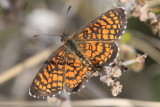 Arizona Checkerspot (Texola perse)