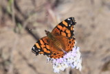 West Coast Lady (Vanessa annabella)