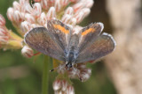 Martin’s Square-Spotted Blue (Euphilotes bernardino martini)