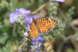 Tiny Checkerspot (Dymasia dymas)
