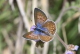 Marine Blue (Leptotes marina)