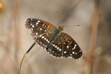 Texan Crescent (Anthanassa texana texana)