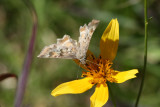 Arizona Powdered-Skipper (Systasea zampa)