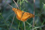 Mexican Fritillary (Euptoieta hegesia meridiania)
