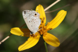 Mallow Scrub Hairstreak (Strymon istapa istapa)